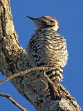 Ladder-backed Woodpecker_39325